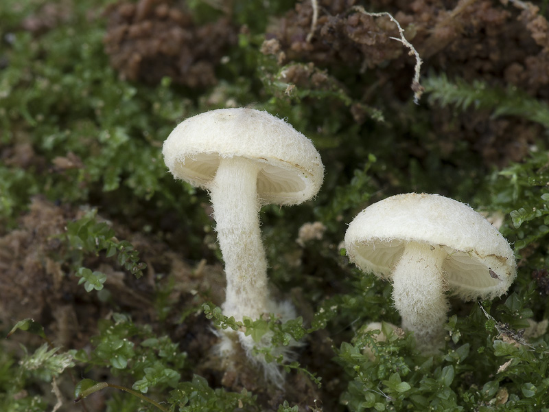 Pholiota scamba